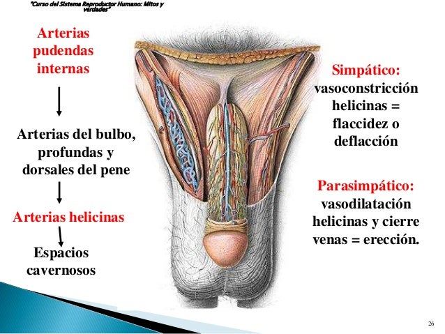 Como aumentar el miembro viril en el espesor y en la longitud