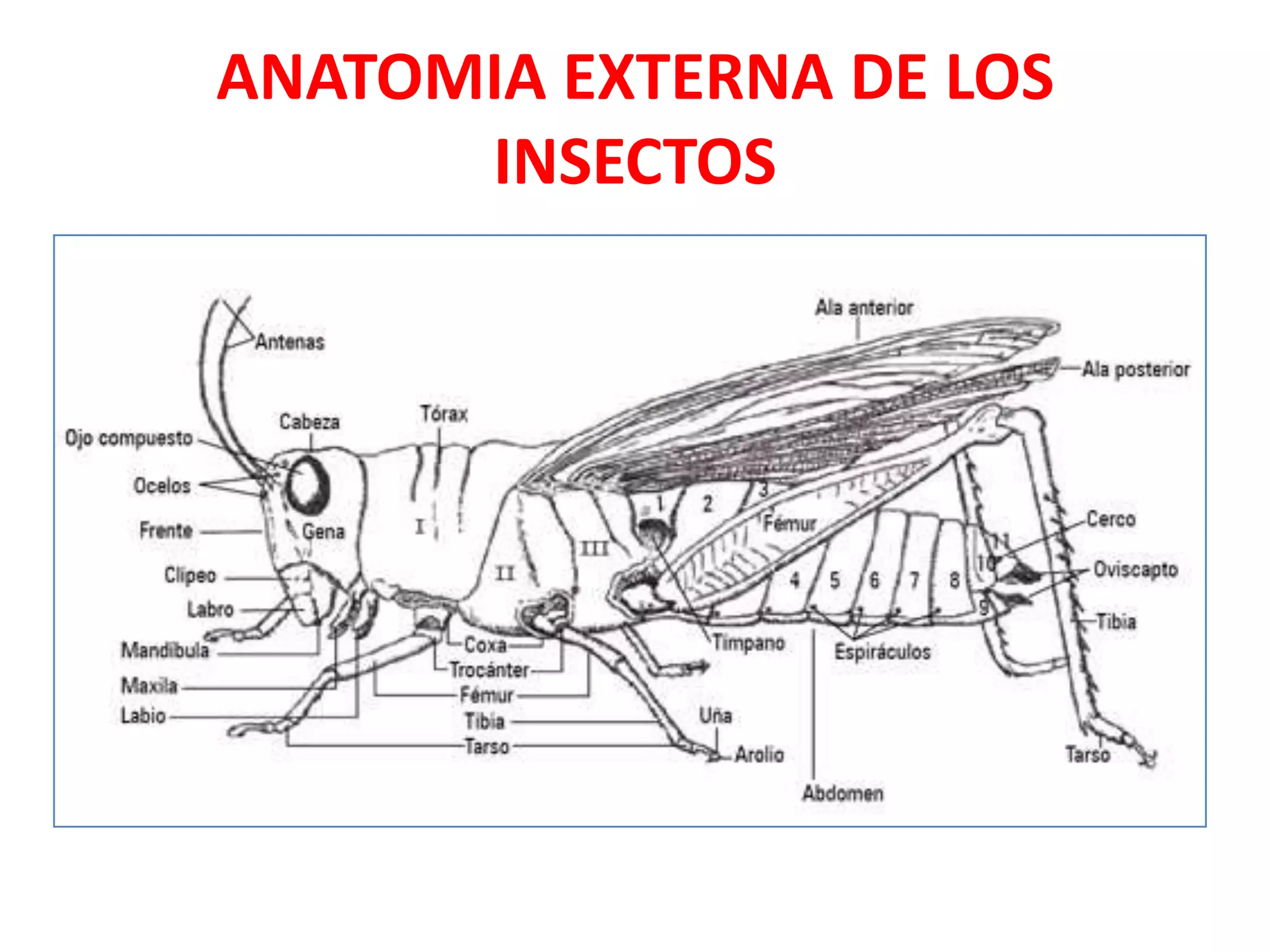 Anatomía Externa De Los Insectos 1,7 Mil Resultados De Imágenes,