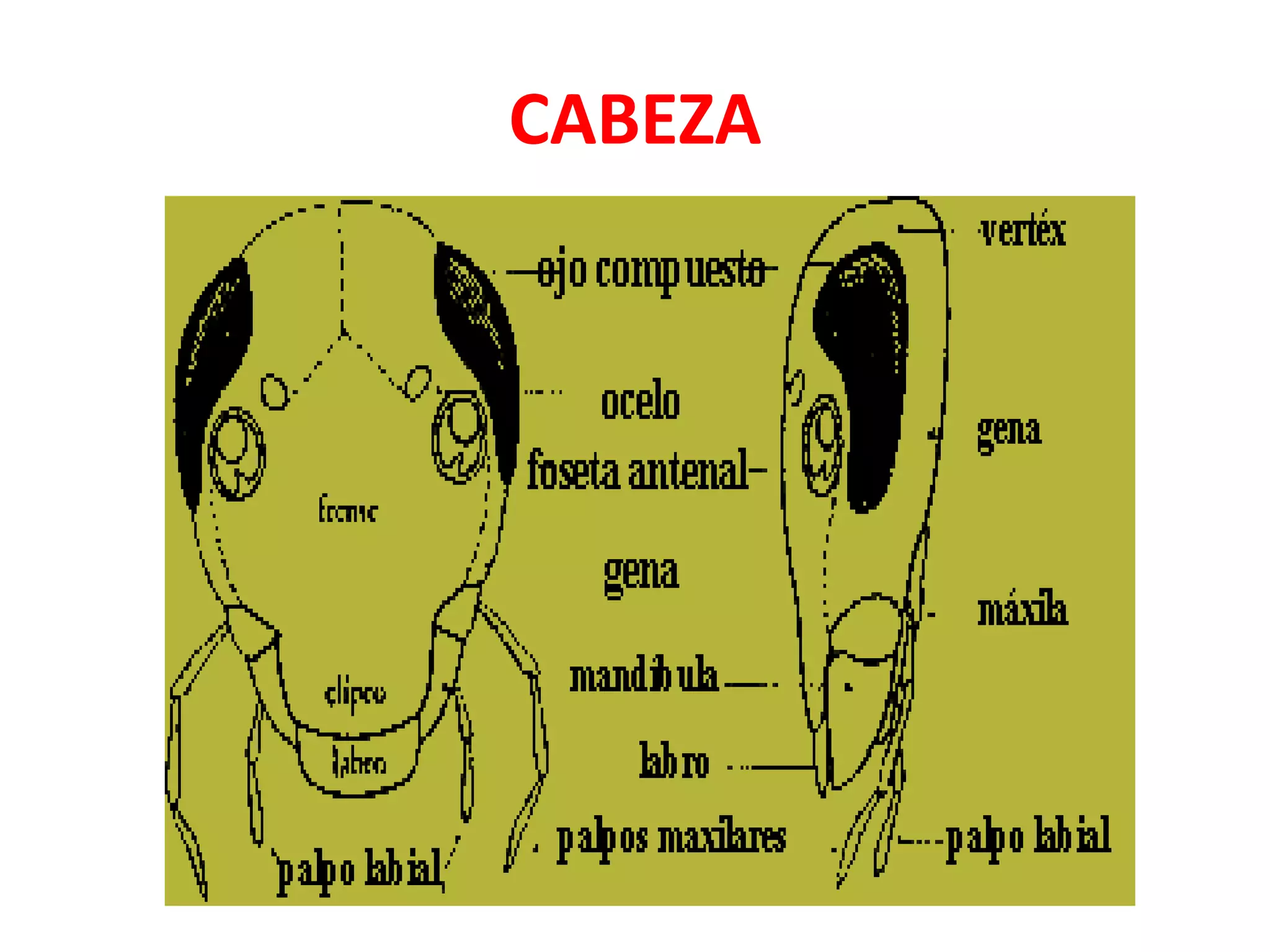 Nhato Insect Anatomia externa de los insectos | PPTX