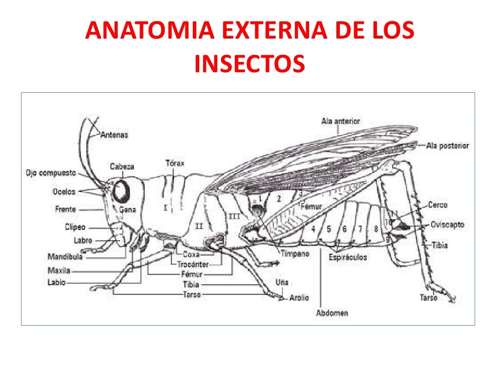 Anatomia De Los Insectos
