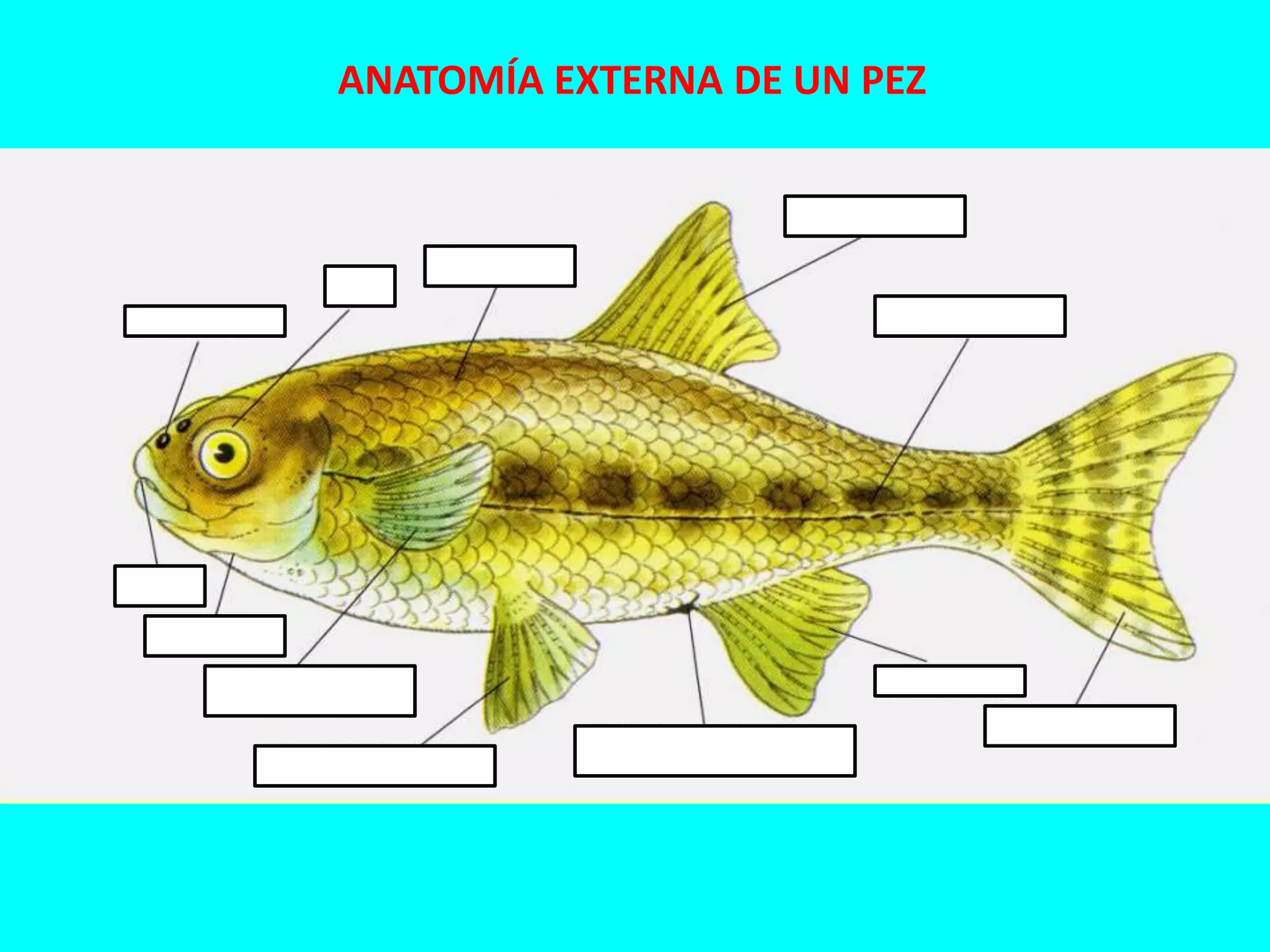 Anatomia externa de un pez | PPSX