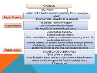 Borde Rugoso Anatomia extremidad superior e inferior | PPTX