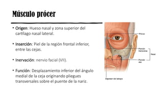 Musulo Procer anatomia facial descripcion de generalidades | PPTX