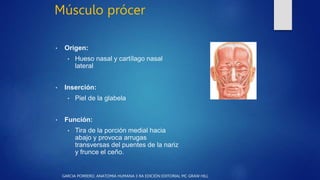 Musulo Procer anatomia facial.pptx
