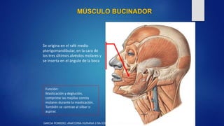 Al Rafe anatomia facial.pptx