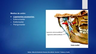Medios de unión:
 Ligamentos accesorios:
 Esfenomaxilar
 Estilomaxilar
 Pterigomaxilar
Netter. Atlas de Anatomía Human...