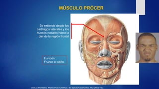 MÚSCULO PRÓCER
Se extiende desde los
cartílagos laterales y los
huesos nasales hasta la
piel de la región frontal
Función:...