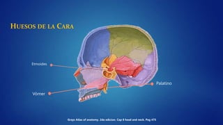 HUESOS DE LA CARA
Vómer
Palatino
Grays Atlas of anatomy. 2da edicion. Cap 8 head and neck. Pag 475
Etmoides
 