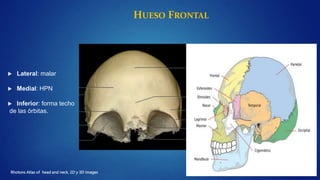HUESO FRONTAL
 Lateral: malar
 Medial: HPN
 Inferior: forma techo
de las órbitas.
Rhotons Atlas of head and neck. 2D y ...