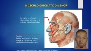 MÚSCULO CIGOMÁTICO MENOR
Se origina en el hueso
cigomático y se inserta en el
músculo orbicular de la boca
Función:
Eleva ...