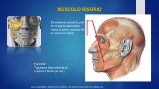 MÚSCULO RISORIO
Se extiende desde la piel
en la región parotídea
hasta la piel y mucosa de
la comisura labial
Función:
Tra...