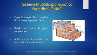 Sistema Musculoaponeurótico
Superficial (SMAS)
• Capa fibromuscular, conexión
de musculo, Expresión facial
• Divide en 2 c...