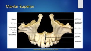 Rhotons Atlas of head and neck. 2D y 3D images
Maxilar Superior
 