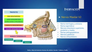 INERVACIÓN
 Nervio Maxilar V2
• Rama meníngea y orbitaria
• Rama cigomática
• Nervios alveolares superiores,
posterior y ...