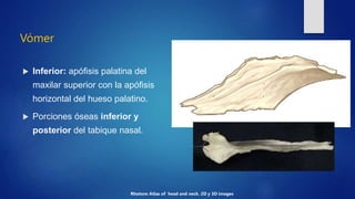 Vómer
 Inferior: apófisis palatina del
maxilar superior con la apófisis
horizontal del hueso palatino.
 Porciones óseas ...