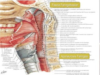 Fascia Faringobasilar




       Aponeurosis Faringea
 