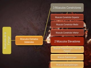 3 Músculos Constrictores


                                       Musculo Constrictor Superior


                                        Musculo Constrictor Medio


                                        Musculo Constrictor Inferior
Músculos de la
   Faringe




                 Músculos Estriados
                    bilaterales        2 Músculos Elevadores

                                      Musculo Palatofaringeo (Velo del
                                                 Paladar)

                                          Musculo Estilofaríngeo


                                         Musculo Salpingofaríngeo
 