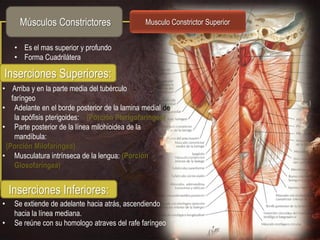 Músculos Constrictores                    Musculo Constrictor Superior


     • Es el mas superior y profundo
     • Forma Cuadrilátera

Inserciones Superiores:
• Arriba y en la parte media del tubérculo
   faríngeo
• Adelante en el borde posterior de la lamina medial de
    la apófisis pterigoides: (Porción Pterigofaringea)
• Parte posterior de la línea milohioidea de la
    mandíbula:
 (Porción Milofaríngea)
• Musculatura intrínseca de la lengua: (Porción
    Glosofaríngea)


    Inserciones Inferiores:
•    Se extiende de adelante hacia atrás, ascendiendo
     hacia la línea mediana.
•    Se reúne con su homologo atraves del rafe faríngeo
 