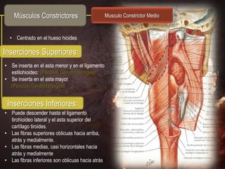 Músculos Constrictores                         Musculo Constrictor Medio


  • Centrado en el hueso hioides

Inserciones Superiores:
• Se inserta en el asta menor y en el ligamento
  estilohioideo: (Porción Condrofaringea)
• Se inserta en el asta mayor
  (Porción Ceratofaringea)


 Inserciones Inferiores:
• Puede descender hasta el ligamento
  tirohioideo lateral y el asta superior del
  cartílago tiroides.
• Las fibras superiores oblicuas hacia arriba,
  atrás y medialmente.
• Las fibras medias, casi horizontales hacia
  atrás y medialmente
• Las fibras inferiores son oblicuas hacia atrás
 