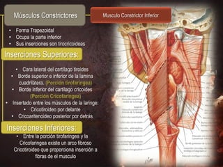 Músculos Constrictores                      Musculo Constrictor Inferior

 • Forma Trapezoidal
 • Ocupa la parte inferior
 • Sus inserciones son tirocricoideas

Inserciones Superiores:
    • Cara lateral del cartílago tiroides
  • Borde superior e inferior de la lamina
     cuadrilátera. (Porción tirofaringea)
  • Borde Inferior del cartílago cricoides
          (Porción Cricofaringea)
• Insertado entre los músculos de la laringe:
        • Cricotiroideo por delante
  • Cricoaritenoideo posterior por detrás

Inserciones Inferiores:
    • Entre la porción tirofaringea y la
      Cricofaringea existe un arco fibroso
   Cricotiroideo que proporciona inserción a
              fibras de el musculo
 