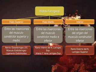 Hiatos Faríngeos


    Hiato Superior                 Hiato Medio                    Inferior

Entre las inserciones        Entre las inserciones         Entre las inserciones
    del musculo                  del musculo                  del origen del
constrictor superior y       constrictor medio e           musculo constructor
        medio                       inferior                      inferior

Nervio Glosofaríngeo (IX)   Ramo Interno del N. Laríngeo
                                                             Ramo Externo del N.
 Músculo Estilofaríngeo                 Sup.
                                                              Laríngeo Superior
 Ligamento Estilohioideo    Arteria Y Vena Laríngea Sup
 