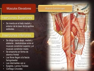 Músculos Elevadores                Musculo Estilofaríngeo



Inserciones Superiores:
 • Se inserta en el lado medial y
   anterior de la base de la apófisis
   estiloides

Inserciones Inferiores:
 • Se dirige hacia abajo, medial y
   adelante , deslizándose entre el
   musculo constrictor superior y el
   musculo constrictor medio
 • Se ensancha en forma de
   abanico frontal
 • Las fibras llegan a la fascia
   faringobasilar
 • Las intermedias van a:
 • Epiglotis, Lamina Tiroidea
 • Cartílago Cricoides
 