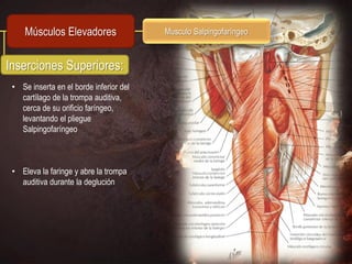 Músculos Elevadores                 Musculo Salpingofaríngeo



Inserciones Superiores:
 • Se inserta en el borde inferior del
   cartílago de la trompa auditiva,
   cerca de su orificio faríngeo,
   levantando el pliegue
   Salpingofaríngeo



 • Eleva la faringe y abre la trompa
   auditiva durante la deglución
 