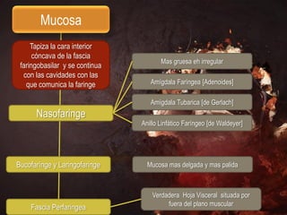 Mucosa
     Tapiza la cara interior
      cóncava de la fascia
                                       Mas gruesa eh irregular
 faringobasilar y se continua
  con las cavidades con las
   que comunica la faringe         Amígdala Faríngea [Adenoides]

                                   Amígdala Tubarica [de Gerlach]
      Nasofaringe
                                Anillo Linfático Faríngeo [de Waldeyer]




Bucofarínge y Laringofaringe      Mucosa mas delgada y mas palida



                                    Verdadera Hoja Visceral situada por
                                         fuera del plano muscular
    Fascia Perfaringea
 
