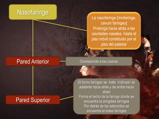 Nasofaringe
                          La nasofaringe [rinofaringe,
                                cavum faríngeo]
                           Prolonga hacia atrás a las
                          cavidades nasales, hasta el
                          piso móvil constituido por el
                                piso del paladar



Pared Anterior    Corresponde a las coanas




                 El fornix faríngeo se halla inclinado de
                  adelante hacia atrás y de arriba hacia
                                   abajo
                 Forma el techo de la faringe donde se
Pared Superior        encuentra la amígdala faríngea
                      Por detrás de los adenoides se
                        encuentra la bolsa faríngea
 