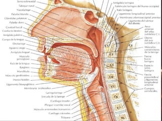 Nasofaringe
                          La nasofaringe [rinofaringe,
                                cavum faríngeo]
                           Prolonga hacia atrás a las
                          cavidades nasales, hasta el
                          piso móvil constituido por el
                                piso del paladar



Pared Anterior    Corresponde a las coanas




                 El fornix faríngeo se halla inclinado de
                  adelante hacia atrás y de arriba hacia
                                   abajo
                 Forma el techo de la faringe donde se
Pared Superior        encuentra la amígdala faríngea
                      Por detrás de los adenoides se
                        encuentra la bolsa faríngea
 