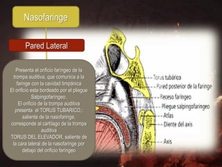 Nasofaringe

       Pared Lateral

   Presenta el orificio faríngeo de la
 trompa auditiva, que comunica a la
    faringe con la cavidad timpánica
El orificio esta bordeado por el pliegue
             Salpingofaríngeo.
     El orificio de la trompa auditiva
   presenta el TORUS TUBARICO,:
        saliente de la nasofaringe,
corresponde al cartílago de la trompa
                  auditiva
TORUS DEL ELEVADOR, saliente de
 la cara lateral de la nasofaringe por
        debajo del orificio faríngeo
 