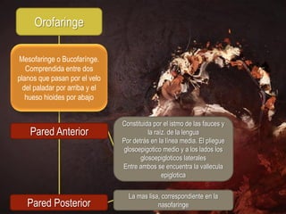 Orofaringe

Mesofaringe o Bucofarínge.
   Comprendida entre dos
planos que pasan por el velo
  del paladar por arriba y el
   hueso hioides por abajo


                                Constituida por el istmo de las fauces y
    Pared Anterior                        la raíz. de la lengua
                                Por detrás en la línea media. El pliegue
                                glosoepigotico medio y a los lados los
                                       glosoepigloticos laterales
                                Entre ambos se encuentra la vallecula
                                                epiglotica

                                  La mas lisa, correspondiente en la
   Pared Posterior                           nasofaringe
 