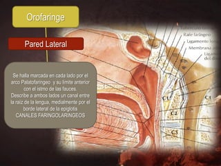 Orofaringe

       Pared Lateral


 Se halla marcada en cada lado por el
arco Palatofaringeo y su limite anterior
        con el istmo de las fauces.
Describe a ambos lados un canal entre
la raíz de la lengua, medialmente por el
       borde lateral de la epiglotis
   CANALES FARINGOLARINGEOS
 
