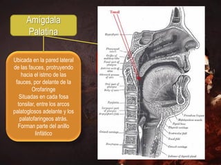 Amígdala
     Palatina

Ubicada en la pared lateral   Cada tonsila tiene forma
de las fauces, protruyendo         ovoidea con:
    hacia el istmo de las
 fauces, por delante de la
         Orofaringe               2 Caras Medial y Lateral
   Situadas en cada fosa
  tonsilar, entre los arcos
palatoglosos adelante y los         2 Bordes, Anterior y
   palatofaringeos atrás.                Posterior
  Forman parte del anillo
           linfático                  2 Extremidades,
                                     Superior e Inferior
 