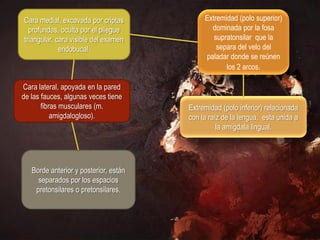 Cara medial, excavada por criptas           Extremidad (polo superior)
  profundas, oculta por el pliegue            dominada por la fosa
triangular, cara visible del examen            supratonsilar que la
             endobucal.                         separa del velo del
                                            paladar donde se reúnen
                                                   los 2 arcos.

Cara lateral, apoyada en la pared
de las fauces, algunas veces tiene
       fibras musculares (m.           Extremidad (polo inferior) relacionada
           amigdalogloso).             con la raíz de la lengua, esta unida a
                                                 la amígdala lingual.




   Borde anterior y posterior, están
     separados por los espacios
    pretonsilares o pretonsilares.
 