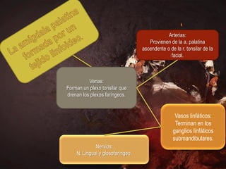 Arterias:
                                     Provienen de la a. palatina
                                  ascendente o de la r. tonsilar de la
                                               facial.



          Venas:
Forman un plexo tonsilar que
drenan los plexos faríngeos.


                                                  Vasos linfáticos:
                                                  Terminan en los
                                                 ganglios linfáticos
                                                 submandibulares.
             Nervios:
    N. Lingual y glosofaríngeo.
 