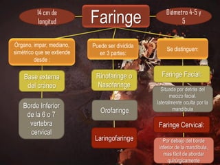14 cm de
          longitud          Faringe                  Diámetro 4-5 y
                                                           5


Órgano, impar, mediano,     Puede ser dividida
                                                     Se distinguen:
simétrico que se extiende     en 3 partes:
         desde :

    Base externa             Rinofaringe o         Faringe Facial:
     del cráneo              Nasofaringe
                                                   Situada por detrás del
                                                        macizo facial.
                                                 lateralmente oculta por la
    Borde Inferior                                       mandíbula
                               Orofaringe
     de la 6 o 7
      vertebra                                   Faringe Cervical:
      cervical
                             Laringofaringe         Por debajo del borde
                                                  inferior de la mandíbula,
                                                    mas fácil de abordar
                                                       quirúrgicamente
 