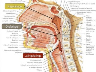 Nasofaringe




Orofaringe




               Laringofaringe
 