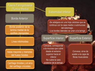 Fascia Faringobasilar
   (Túnica Media)
                                     Extremidad Inferior

    Borde Anterior
                                     -Se adelgaza en una hoja celulosa que se
                                     continua con la capa media o submucosa
  Borde posterior de la                            del estomago.
   lamina medial de la               -Los bordes laterales se unen a la laringe
   apófisis pterigoides
                               Superficie Interior          Superficie Exterior
    Línea milohioidea
                               Cóncava, corresponde
                               a la mucosa que cubre
Astas mayores y menores           desde el extremo              Convexa, sirve de
    del hueso hioides              superior hacia el           sostén a la capa de
                                       inferior                 fibras musculares
                                   No cubre la cara
Cartílago tiroides y el arco   posterior de la laringe
 del cartílago cricoides
 