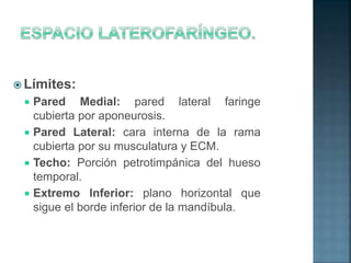  Límites:
 Pared Medial: pared lateral faringe
cubierta por aponeurosis.
 Pared Lateral: cara interna de la rama
cubierta por su musculatura y ECM.
 Techo: Porción petrotimpánica del hueso
temporal.
 Extremo Inferior: plano horizontal que
sigue el borde inferior de la mandíbula.
 