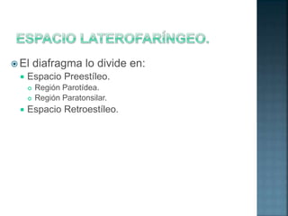  El diafragma lo divide en:
 Espacio Preestíleo.
 Región Parotídea.
 Región Paratonsilar.
 Espacio Retroestíleo.
 