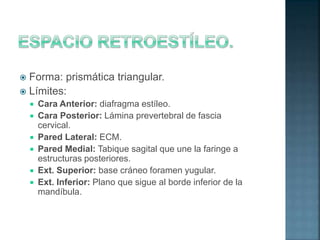  Forma: prismática triangular.
 Límites:
 Cara Anterior: diafragma estíleo.
 Cara Posterior: Lámina prevertebral de fascia
cervical.
 Pared Lateral: ECM.
 Pared Medial: Tabique sagital que une la faringe a
estructuras posteriores.
 Ext. Superior: base cráneo foramen yugular.
 Ext. Inferior: Plano que sigue al borde inferior de la
mandíbula.
 