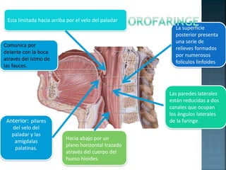 Comunica por
delante con la boca
através del istmo de
las fauces.
Hacia abajo por un
plano horizontal trazado
através del cuerpo del
hueso hioides.
Las paredes laterales
están reducidas a dos
canales que ocupan
los ángulos laterales
de la faringe.
La superficie
posterior presenta
una serie de
relieves formados
por numerosos
folículos linfoides
Esta limitada hacia arriba por el velo del paladar
Anterior: pilares
del velo del
paladar y las
amígdalas
palatinas.
 