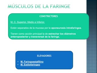 hioides
CONSTRICTORES
M. C. Superior, Medio e Inferior.
Están separados de la mucosa por la aponeurosis intrafaringea.
Tienen como acción principal la de estrechar los diámetros
anteroposterior y transversal de la faringe.
ELEVADORES
• M. Faringoestafilino
• M. Estilofaríngeo
 