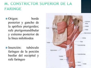  Origen: borde
posterior y gancho de
la apófisis pterigoides;
rafe pterigomandibular
y extremo posterior de
la línea milohiodea
 Inserción: tubérculo
faríngeo de la porción
basilar del occipital y
rafe faringeo
 