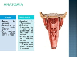 FORMA
• Forma de
embudo
• Incompleto en
su parte
anterior
• Se continua
hacia abajo
con el esófago
DIMENSIONES
• Longitud : 13-
15cm reposo.
• Diámetro
transversal de
4 cm en la
parte media de
las astas del
hioides.
• No más de 2cm
en extremo
inferior
• Separación de
2 o 3 cm entre
pared anterior
y posterior.
 