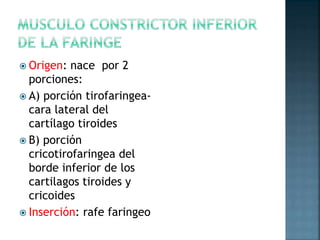  Origen: nace por 2
porciones:
 A) porción tirofaringea-
cara lateral del
cartílago tiroides
 B) porción
cricotirofaringea del
borde inferior de los
cartilagos tiroides y
cricoides
 Inserción: rafe faringeo
 