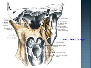 Musc. Palato faringeo
 