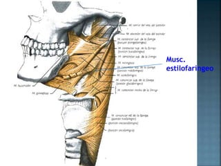 Musc.
estilofaringeo
 