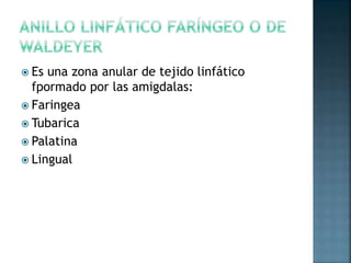  Es una zona anular de tejido linfático
fpormado por las amigdalas:
 Faringea
 Tubarica
 Palatina
 Lingual
 